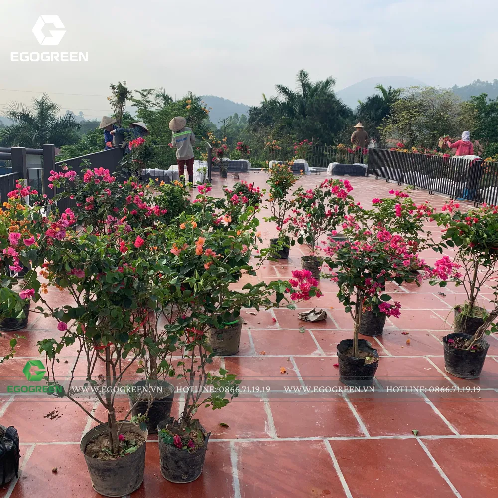 Sân trên mái cũng được trồng giàn hoa giấy.